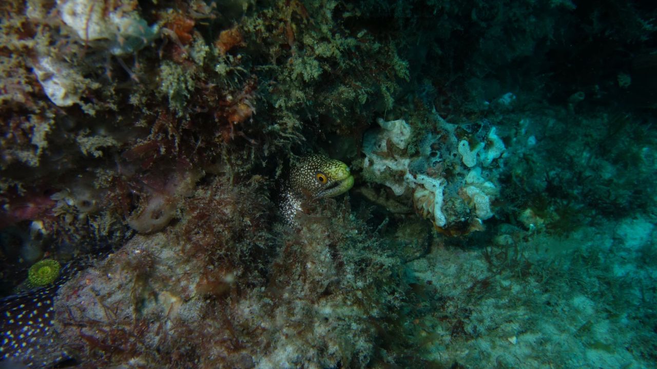 LoL: Já faz 10 anos que o Nautilus mergulhou na vida real e está sendo um suporte do oceano