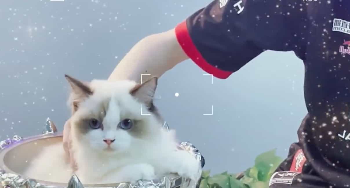 LoL: Vídeo da Yuumi EDG tem gata de Meiko em taça do Worlds